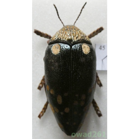 Sternocera castanea boucardii Saunders, 1874 Kenya +40mm45